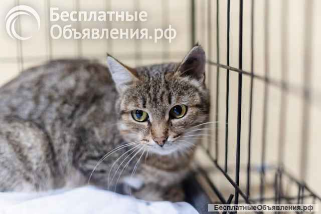 Спокойная и ласковая Анфиса ищет дом