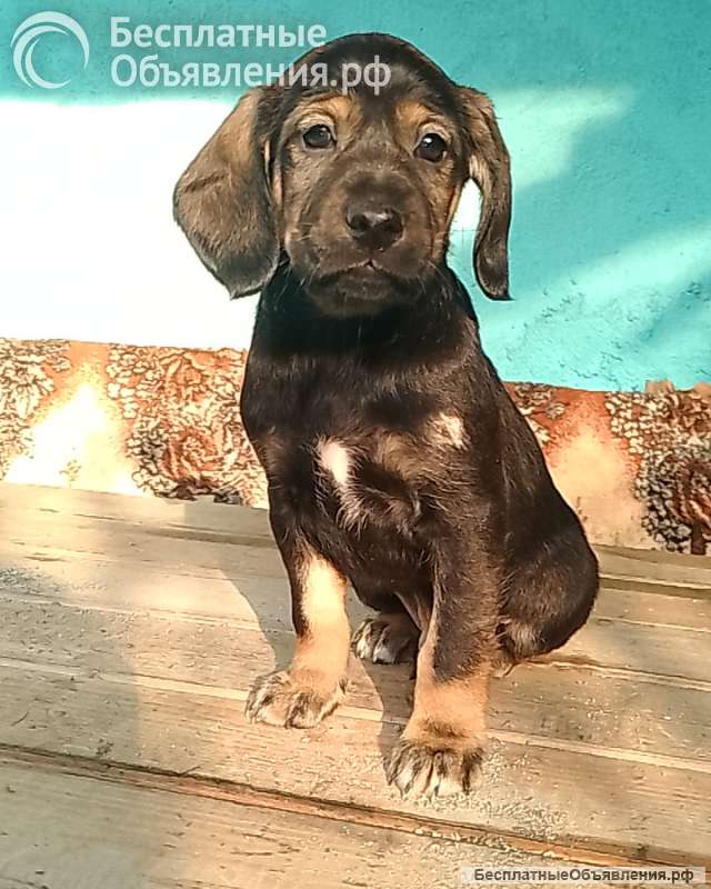 Щенков в хорошие руки