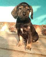 Щенков в хорошие руки