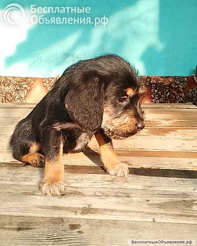 Щенков в хорошие руки