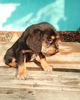 Щенков в хорошие руки