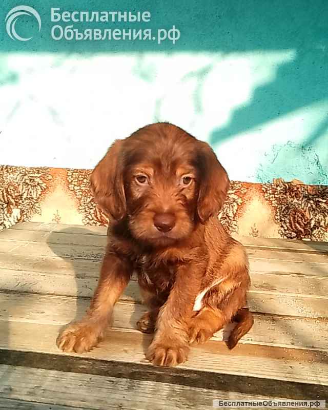 Щенков в хорошие руки