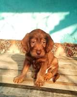 Щенков в хорошие руки