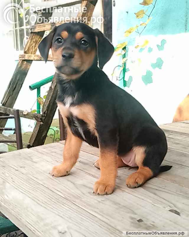 Щенков в хорошие руки