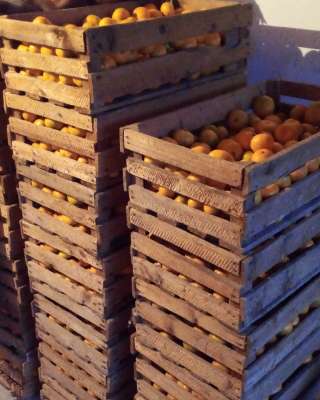 Мандарины свежие оптом