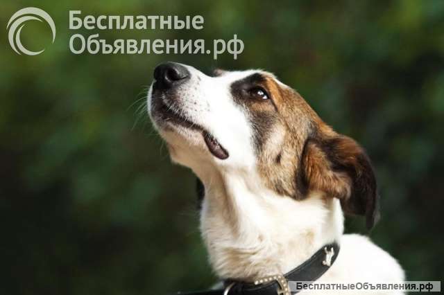 Познакомьтесь с невероятно спокойным и умным Арни