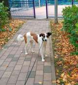 Познакомьтесь с невероятно спокойным и умным Арни