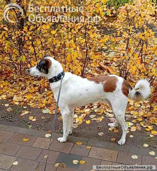 Познакомьтесь с невероятно спокойным и умным Арни