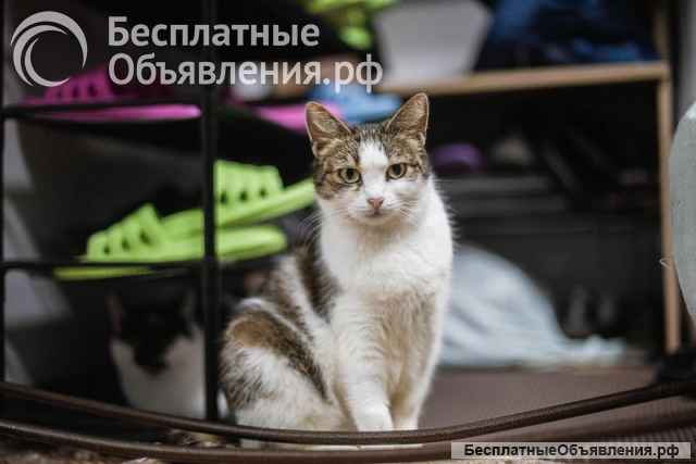 Очаровательная Ария ищет дом