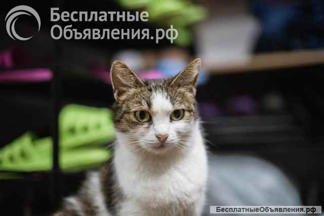 Очаровательная Ария ищет дом