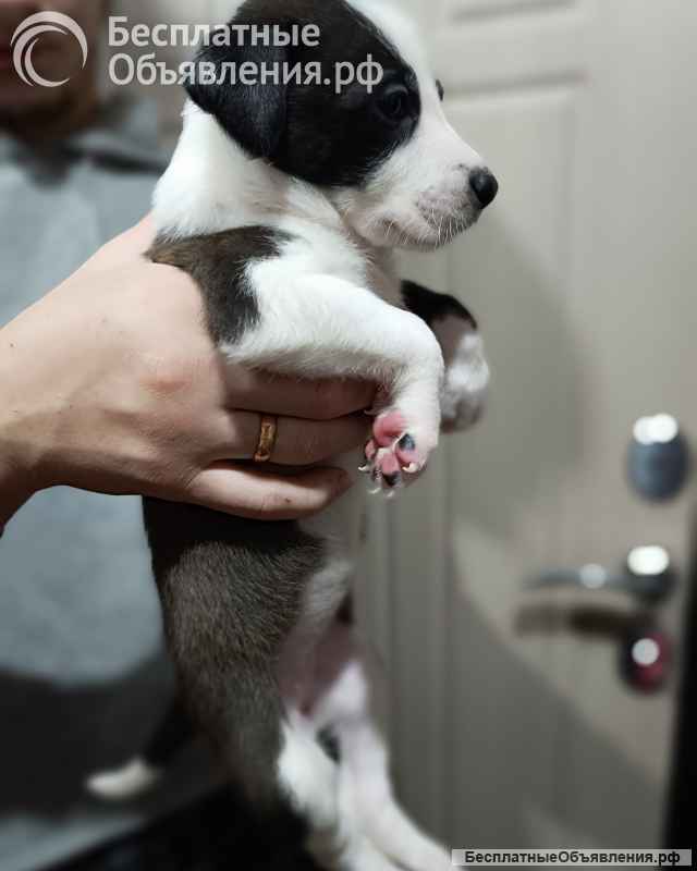 Щенки питбуля