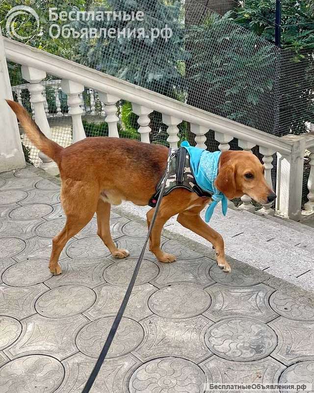 Добрый, нежный песик Рыжулик, метис Русской Гончей в дар