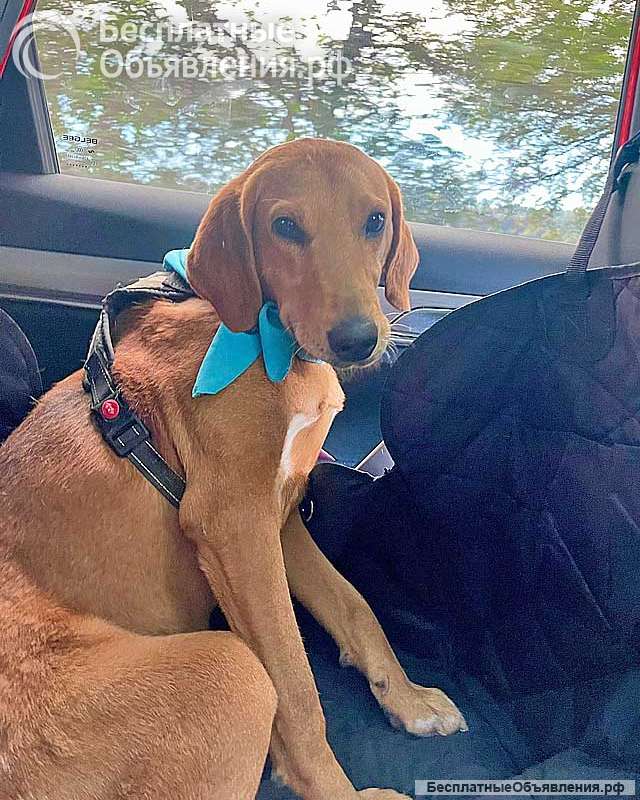 Добрый, нежный песик Рыжулик, метис Русской Гончей в дар