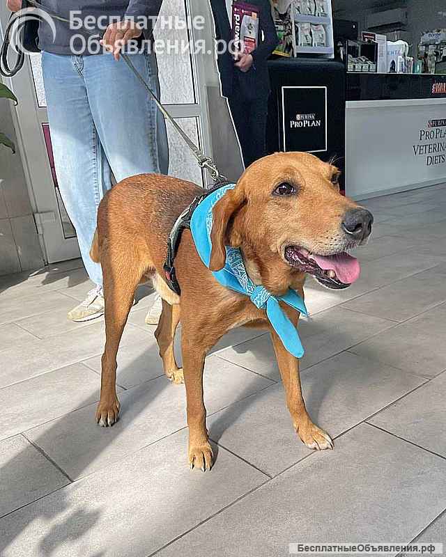Добрый, нежный песик Рыжулик, метис Русской Гончей в дар