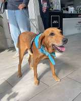 Добрый, нежный песик Рыжулик, метис Русской Гончей в дар