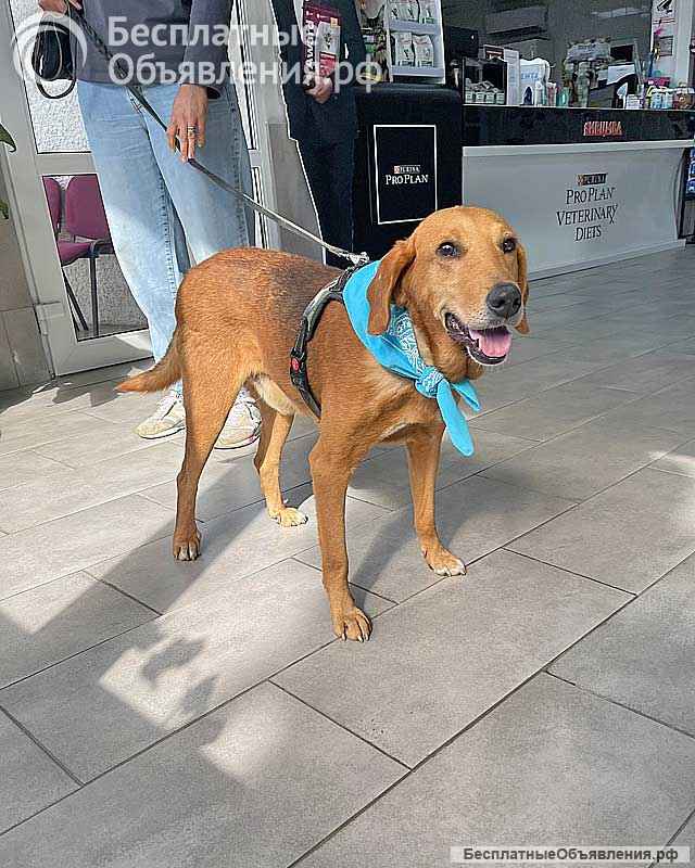 Добрый, нежный песик Рыжулик, метис Русской Гончей в дар