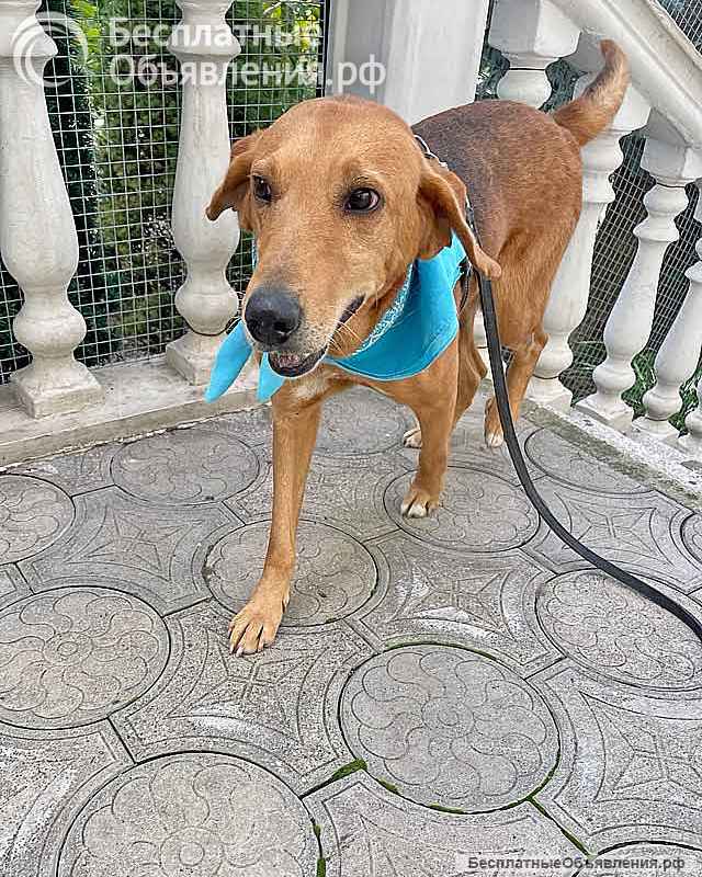 Добрый, нежный песик Рыжулик, метис Русской Гончей в дар