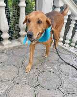 Добрый, нежный песик Рыжулик, метис Русской Гончей в дар