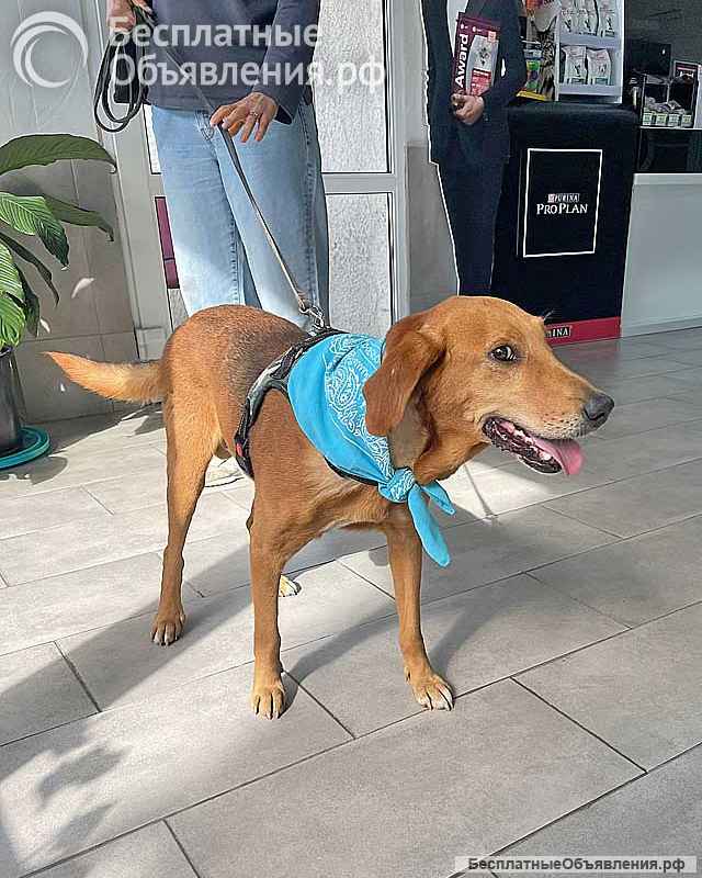 Добрый, нежный песик Рыжулик, метис Русской Гончей в дар