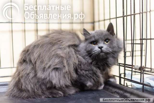 Пушистая красавица Артемида в добрые руки