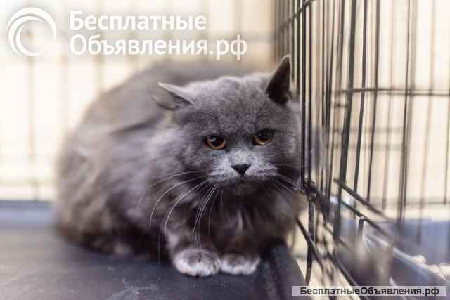 Пушистая красавица Артемида в добрые руки