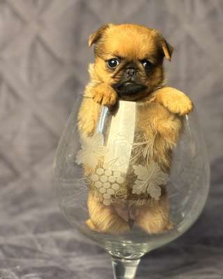 Рыжая девочка пти брабансон