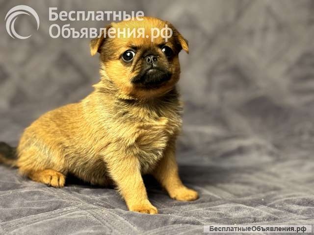 Рыжая девочка пти брабансон