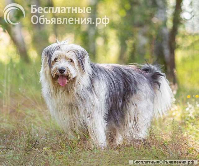 Молодая некрупная собачка Груша ищет дом