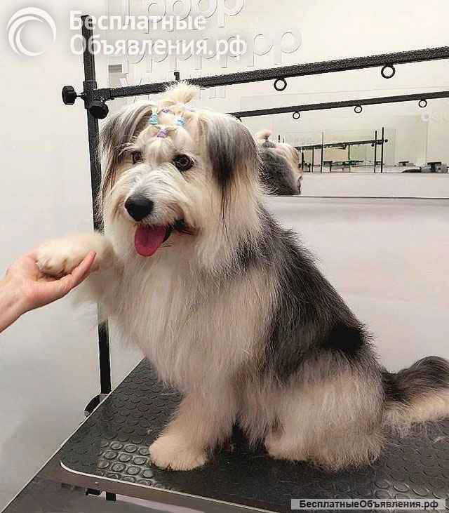 Молодая некрупная собачка Груша ищет дом