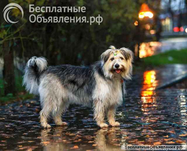 Молодая некрупная собачка Груша ищет дом