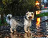 Молодая некрупная собачка Груша ищет дом