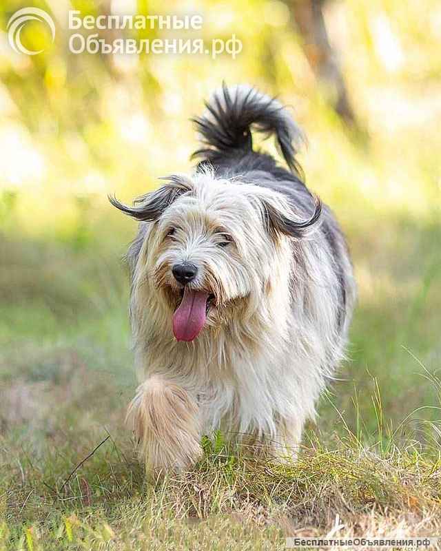 Молодая некрупная собачка Груша ищет дом