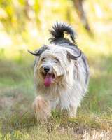 Молодая некрупная собачка Груша ищет дом