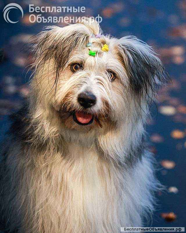 Молодая некрупная собачка Груша ищет дом