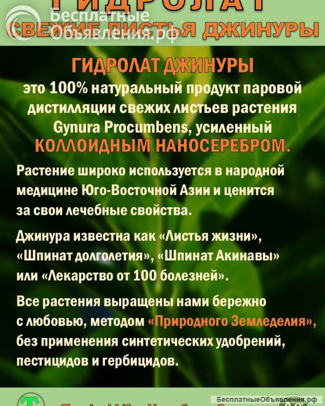 Гидролат джинуры. Gynura procumbens. ProGynuru. С наносеребром.