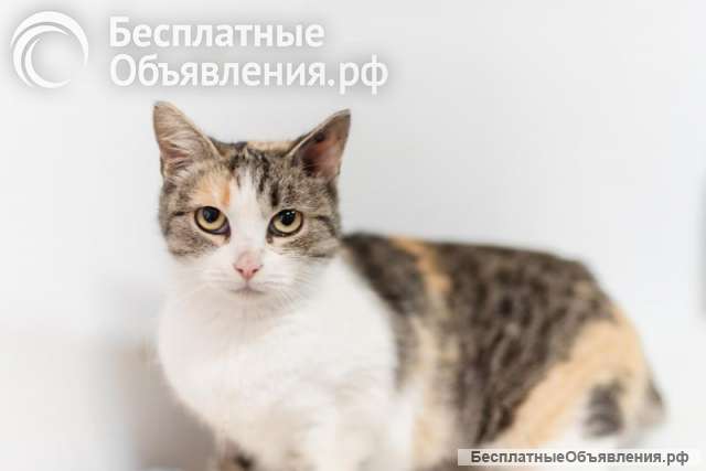 Изящная кошечка Афина ищет семью