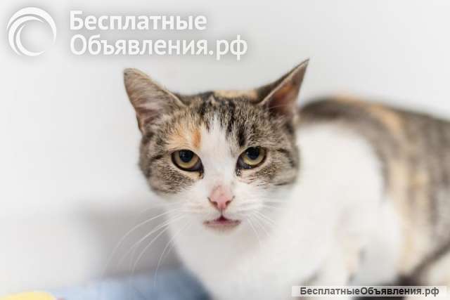 Изящная кошечка Афина ищет семью