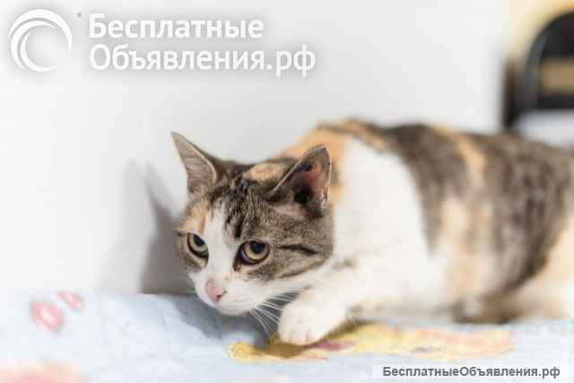 Изящная кошечка Афина ищет семью