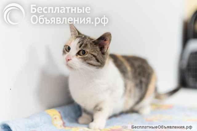 Изящная кошечка Афина ищет семью