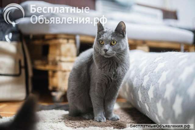 Шиарная кошечка Буся в добрые руки