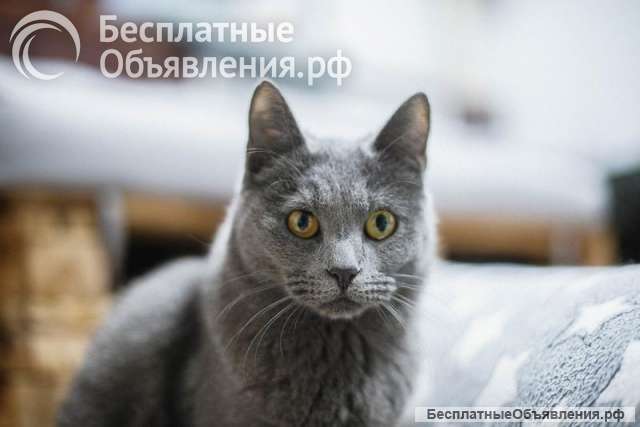 Шиарная кошечка Буся в добрые руки