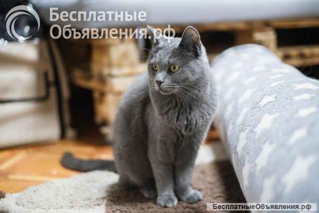 Шиарная кошечка Буся в добрые руки