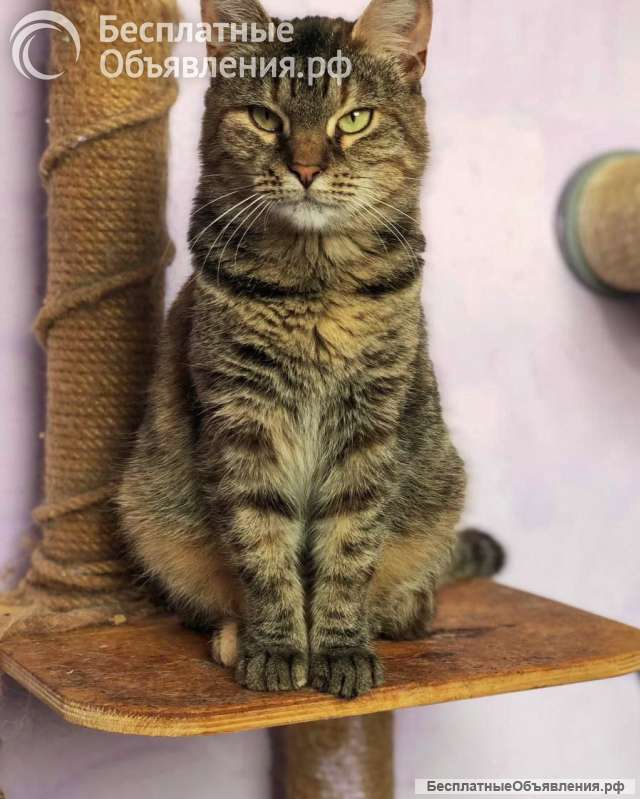 Молодая кошечка Соня