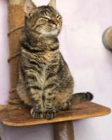 Молодая кошечка Соня