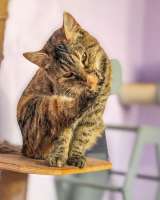 Молодая кошечка Соня