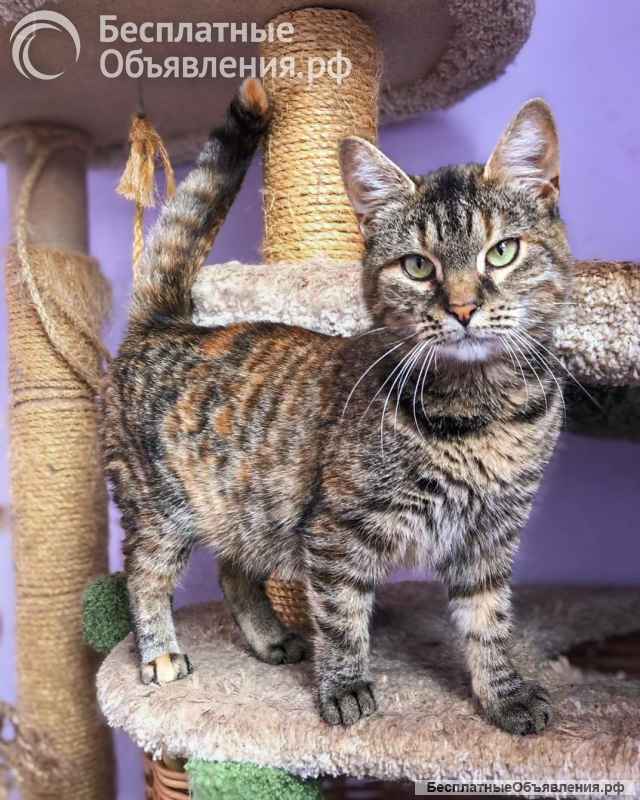 Молодая кошечка Соня