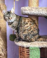 Молодая кошечка Соня