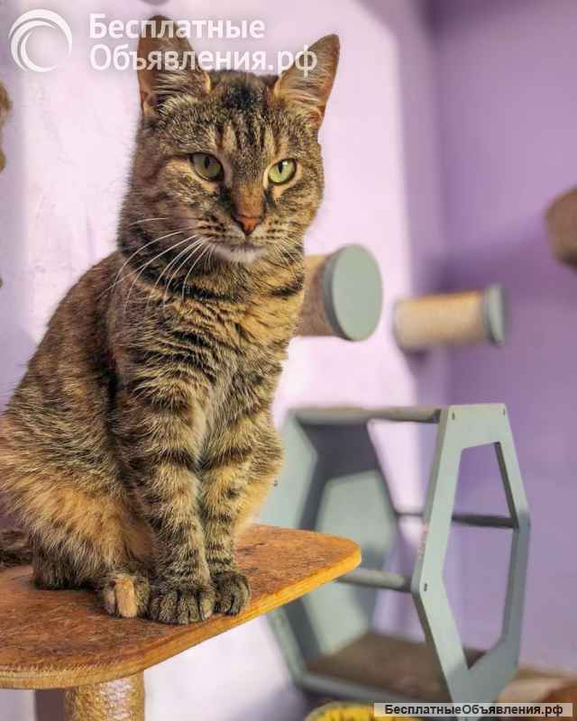 Молодая кошечка Соня