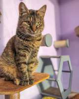 Молодая кошечка Соня