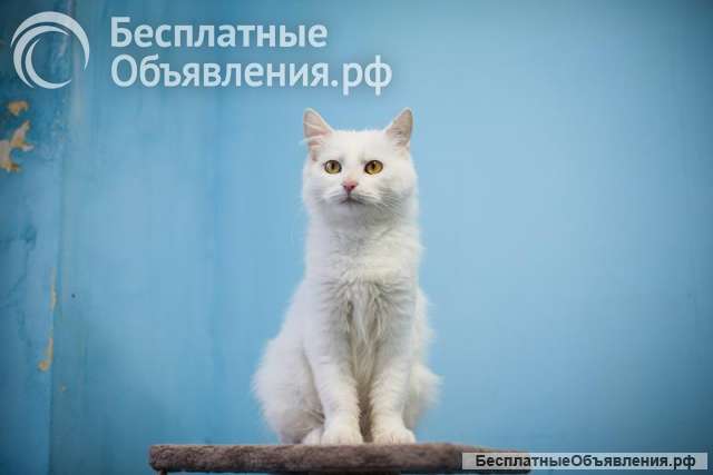 Милая и ласковая Бэлла ищет дом